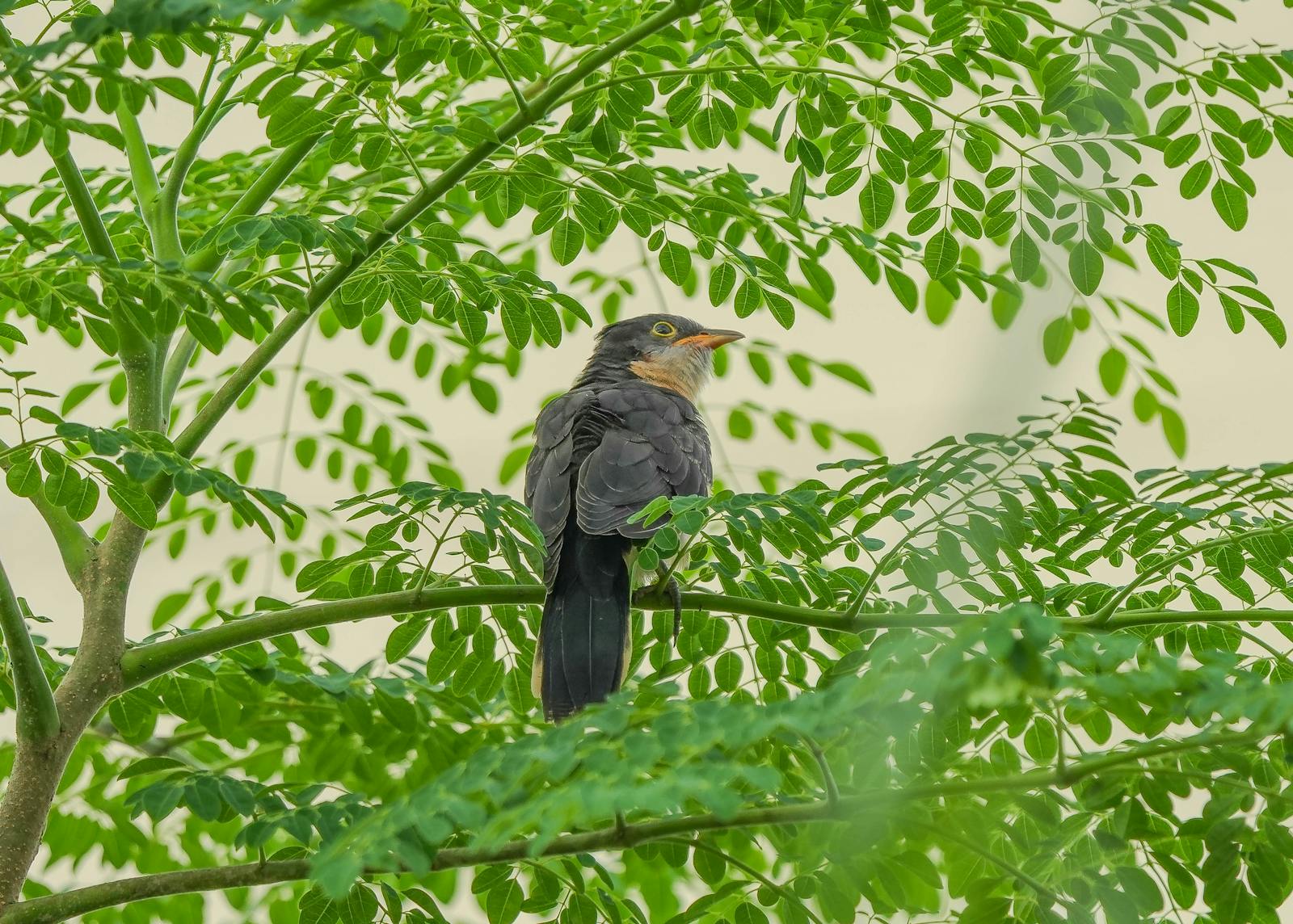 Close-up of a cuckoo sitting in a lush tree, showing vibrant green leaves and natural surroundings.